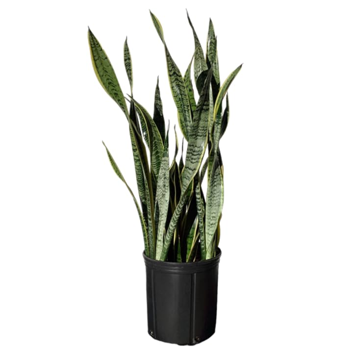 Andersen Farms Sansevieria Laurentii Live Plant Indoor/Outdoor in 10 in Grower Pot, Green, Yellow