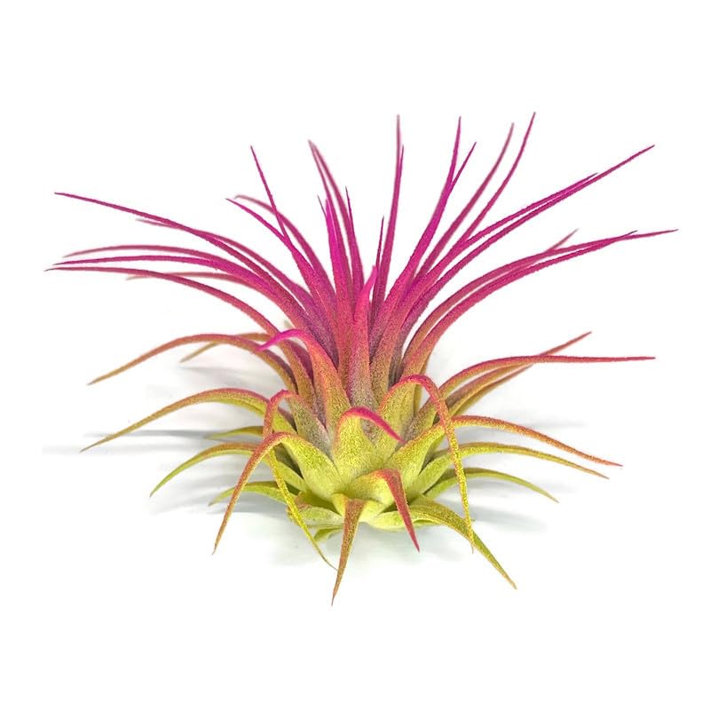 Rainbow 3 Pack, Ionantha Guatemala Tillandsia Air Plant, Live Airplant, Healthy Arrival Guaranteed, Great Indoor Plant, Home Decor & Gift