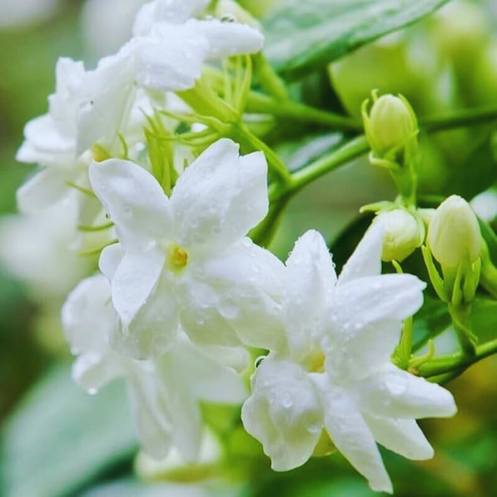 2 Maid of Orleans Sambac Jasmine Live Plants, Jasmine Plant Live, Sambac Jasmine, 4 to 6 Inc Tall, Tea Jasmine Fragrant Plant, Blooming Jasmine Plant
