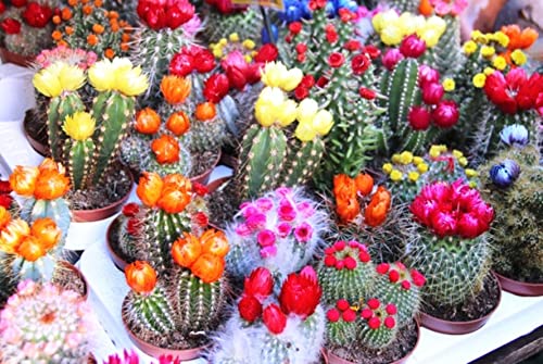 SeedsUP - 25+ Seeds Cactus Rare Succulents Cacti - Flower Mix