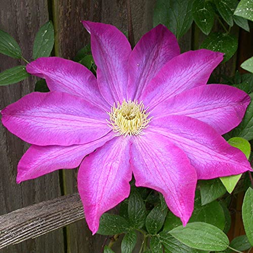 Clematis Pink Champagne - Live Plant in a 4 Inch Growers Pot - Clematis x 'Kakio' - Starter Plants Ready for The Garden - Beautiful Deep Pink Flowering Vine