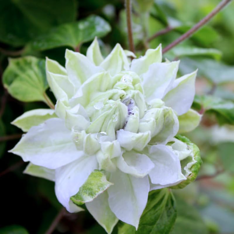 White Blue Clematis Vine Plant Live for Planting, Fragrant Clematis Plant Live in 2.5 Inches Pot, Clematis Flowers Perennial