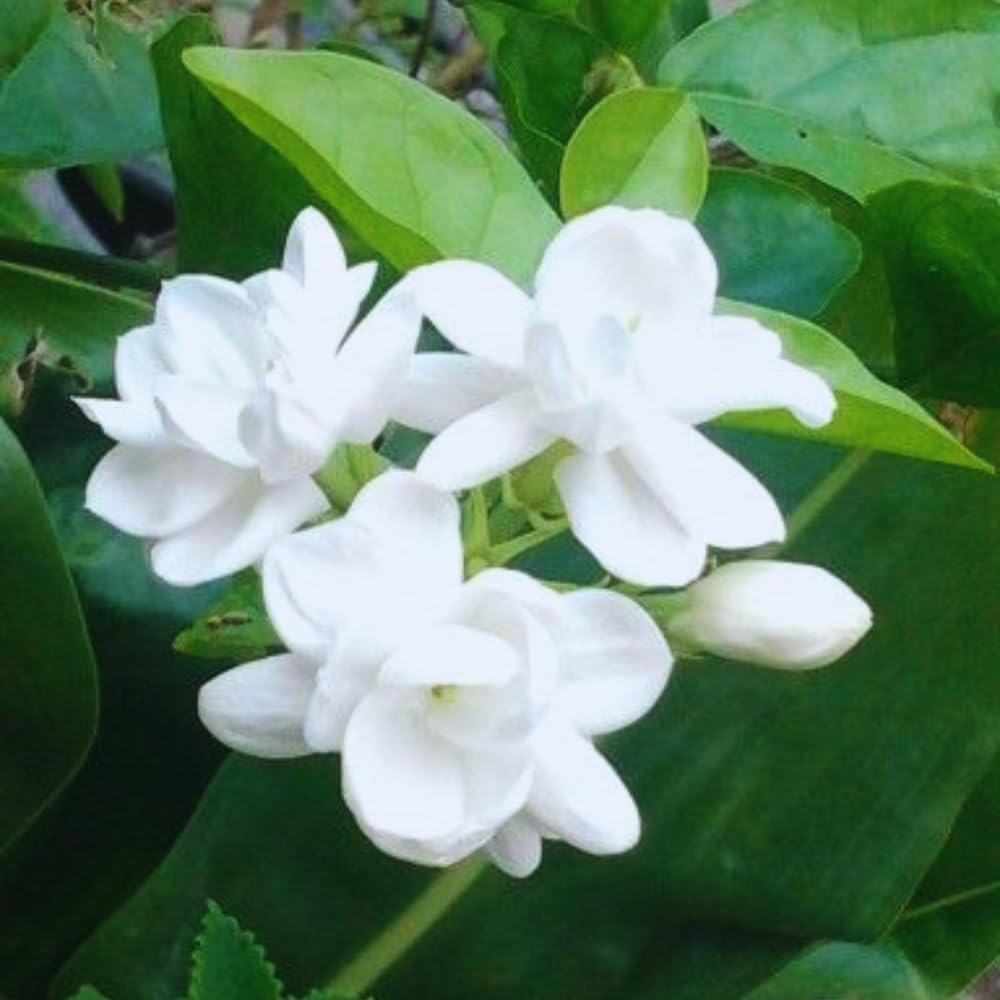 2 Maid of Orleans Sambac Jasmine Live Plants, Jasmine Plant Live, Sambac Jasmine, 4 to 6 Inc Tall, Tea Jasmine Fragrant Plant, Blooming Jasmine Plant