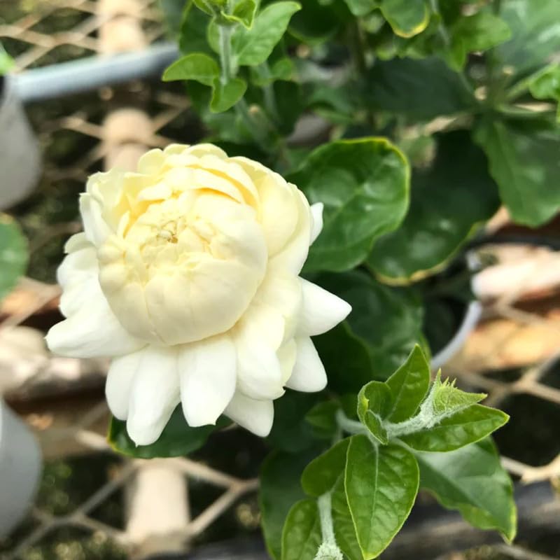 Live Jasmine Plants Indoor, Grand Duke of Tuscany Jasmine Plant Live 5 to 7 Inc Tall