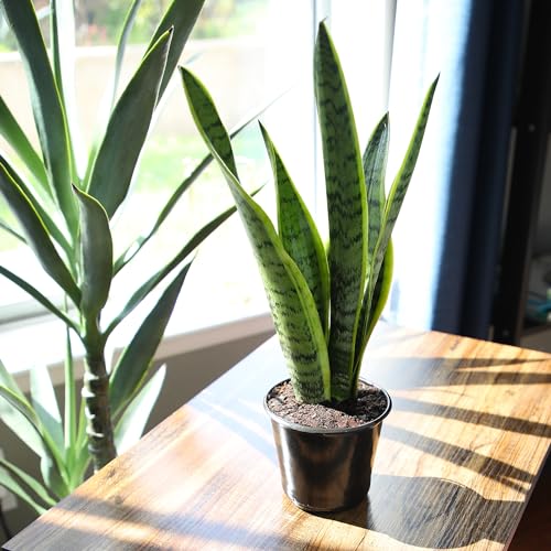 Altman Plants Sansevieria Laurentii Variegated Snake Plants (Approx. 10 in. Tall), Easy Plant, Air Purifying Plant & Desk Plant Decor, Striped Live Snake Plant Live Plants, Indoor Plants & Houseplants