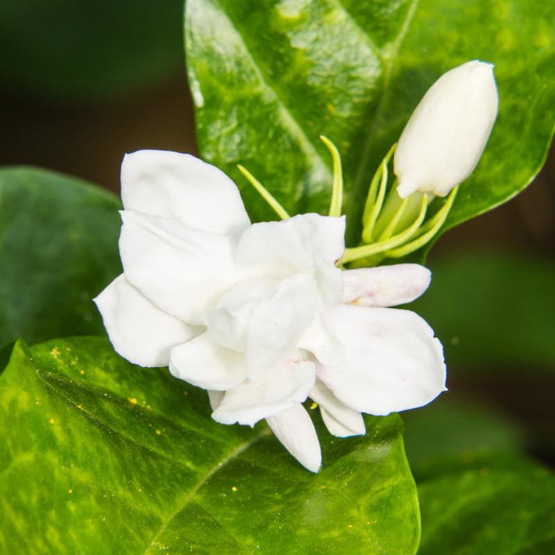 2 Maid of Orleans Sambac Jasmine Live Plants, Jasmine Plant Live, Sambac Jasmine, 4 to 6 Inc Tall, Tea Jasmine Fragrant Plant, Blooming Jasmine Plant
