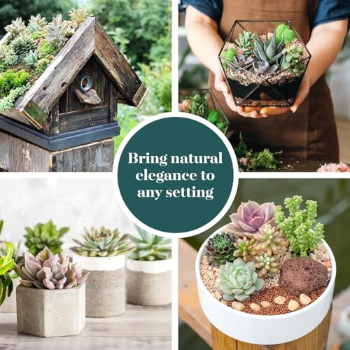 Shop Succulents Colorful Succulent Plant Pack 2" Grow Pot Pack of 12