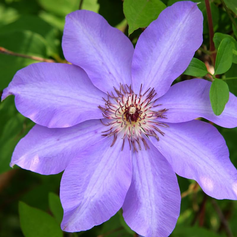 Light Blue Clematis Vine Plants Live in 2.5 Inch Pot, Clematis Plants Live, Clematis Vine Plant, Clematis Flower Perennial Starter Plant for Outdoor Garden