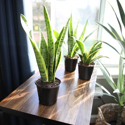 Altman Plants Sansevieria Laurentii Variegated Snake Plants (Approx. 10 in. Tall), Easy Plant, Air Purifying Plant & Desk Plant Decor, Striped Live Snake Plant Live Plants, Indoor Plants & Houseplants