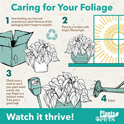 Live Snake Plant, Sansevieria trifasciata Superba, Fully Rooted Indoor House Plant in Pot, Mother in Law Tongue Sansevieria Plant, Potted Succulent Plant, Houseplant in Potting Soil by Plants for Pets