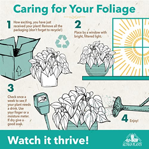 Altman Plants Sansevieria Laurentii Variegated Snake Plants (Approx. 10 in. Tall), Easy Plant, Air Purifying Plant & Desk Plant Decor, Striped Live Snake Plant Live Plants, Indoor Plants & Houseplants