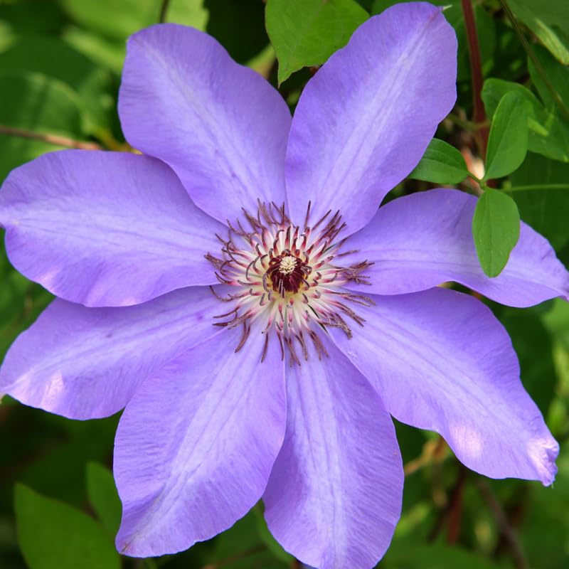 Light Blue Clematis Vine Plants Live in Pot, Clematis Plants Live for Planting, 2.5 Inch Pot Clematis Vine Plant, Perennial Clematis Flower Starter Plant, Clematis Vine Live Plant, Ready to Plant