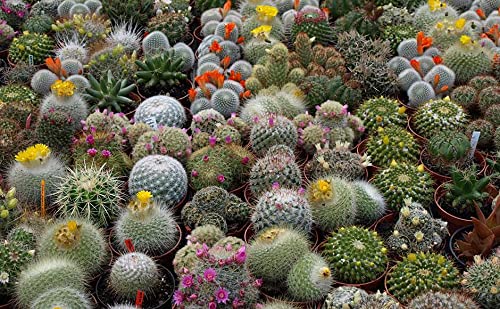SeedsUP - 25+ Seeds Cactus Rare Succulents Cacti - Flower Mix