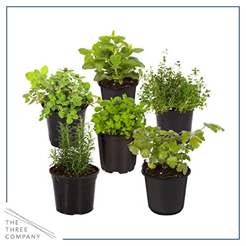 Live Aromatic and Edible Herb Assortment (Lemon Verbena, Eucalyptus, Mint, Lemon Balm, Other Assorted Herbs), 6 Plants Per Pack