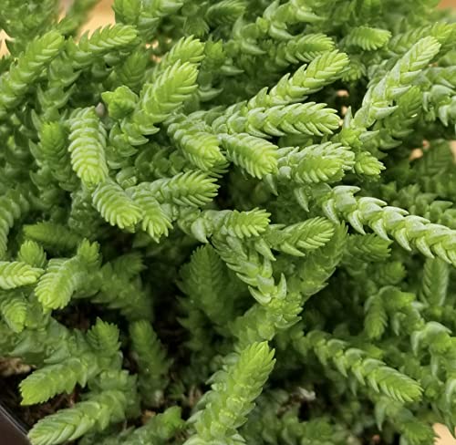 Altman Plants, 3.5" Watch Chain Crassula Live Succulent Plant Succulent Plants, Live Succulents Plants Live Indoor Plants Live Houseplants Live Indoor House Plants Indoors, Live Plants Indoor Plants