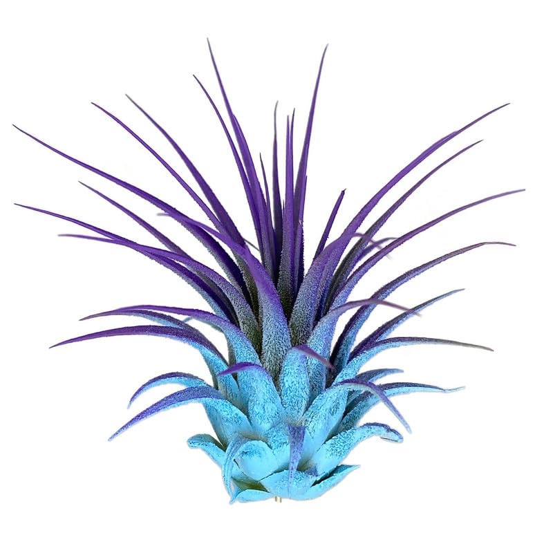 Rainbow 3 Pack, Ionantha Guatemala Tillandsia Air Plant, Live Airplant, Healthy Arrival Guaranteed, Great Indoor Plant, Home Decor & Gift