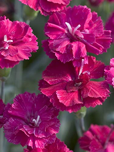 Frosty Fire Dianthus - 3 Live Plants - Dianthus Allwoodii - Fragrant Cold Hardy Groundcover