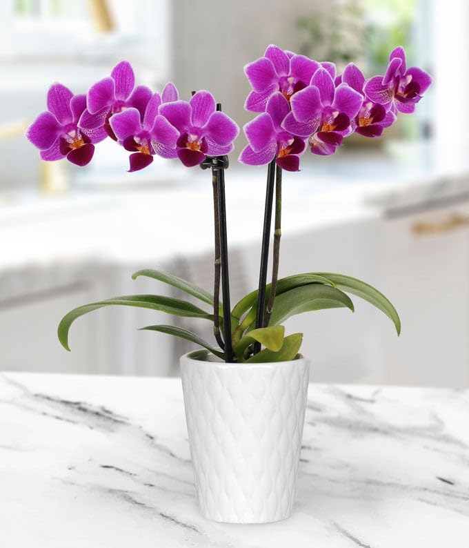 From You Flowers - Touch of Royalty Mini Orchid for Birthday, Anniversary, Get Well, Congratulations, Thank You, All Occasions