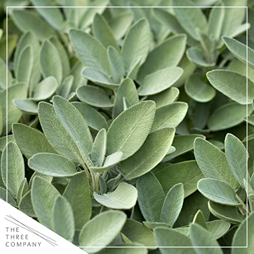 Live Aromatic and Edible Herbs - Assorted Varieties (4 Per Pack) - Lemon Verbena, Eucalyptus, Mint, Lemon Balm - 6" Tall by 3" Wide in 1 Pint Pot