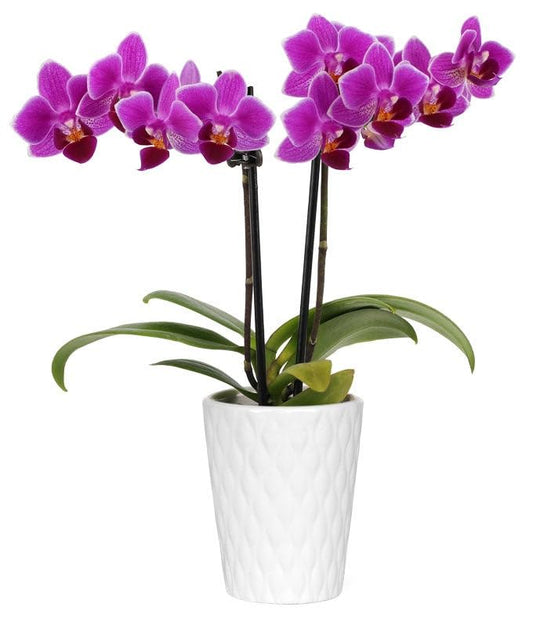 From You Flowers - Touch of Royalty Mini Orchid for Birthday, Anniversary, Get Well, Congratulations, Thank You, All Occasions
