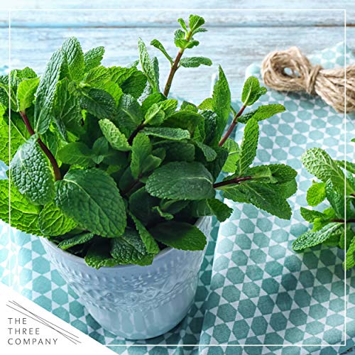 Live Aromatic and Edible Herb Assortment (Lemon Verbena, Eucalyptus, Mint, Lemon Balm, Other Assorted Herbs), 6 Plants Per Pack