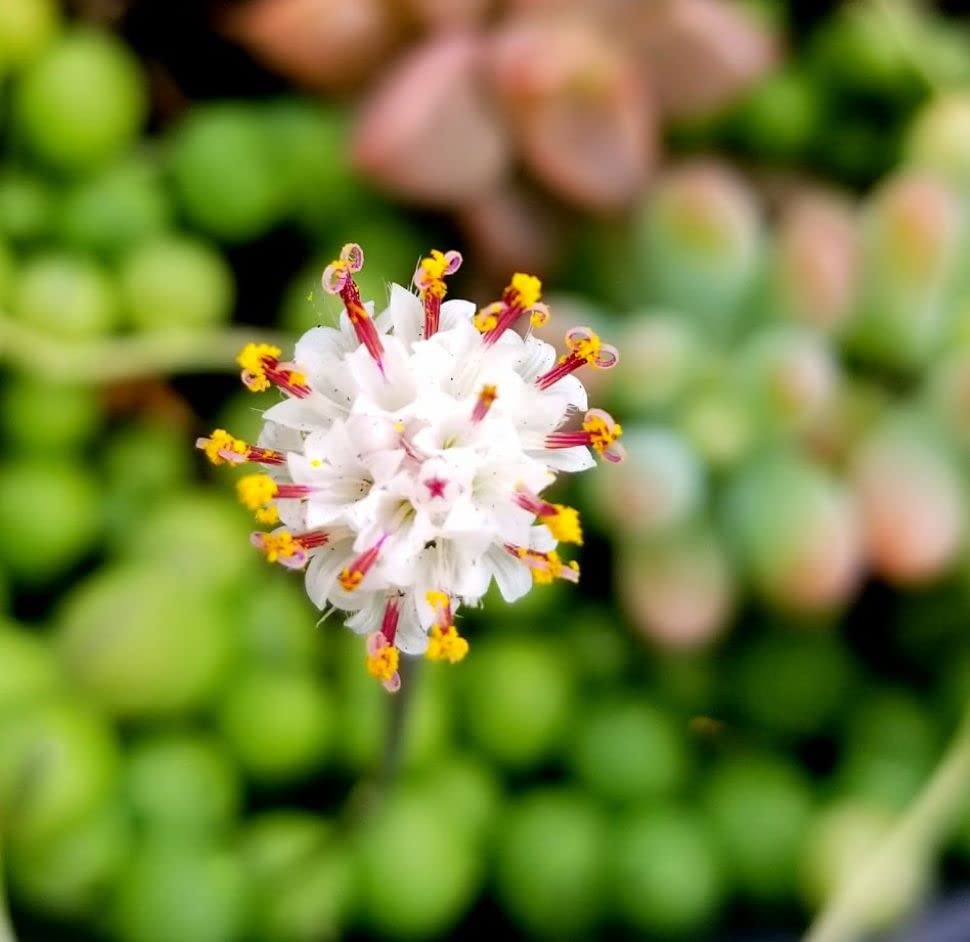 String of Pearls Succulents Plants Live, Succulent Plants Fully Rooted, Rare House Plant for Home Office Decoration, DIY Projects, Party Favor Gift by Fatplants (2, 4 Inch)