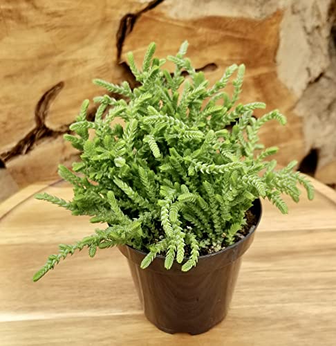 Altman Plants, 3.5" Watch Chain Crassula Live Succulent Plant Succulent Plants, Live Succulents Plants Live Indoor Plants Live Houseplants Live Indoor House Plants Indoors, Live Plants Indoor Plants