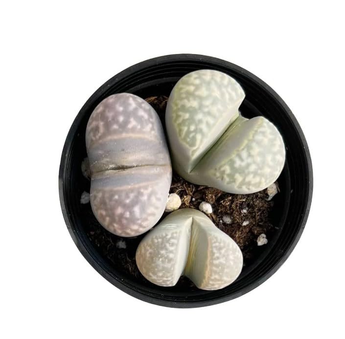 Sprout N Green Lithops Collection, 3 Live Succulent Stone Plant Fully Rooted in 2inch Starter Pot, Home Office Indoor Outdoor Wedding Decoration DIY Projects Party Favor