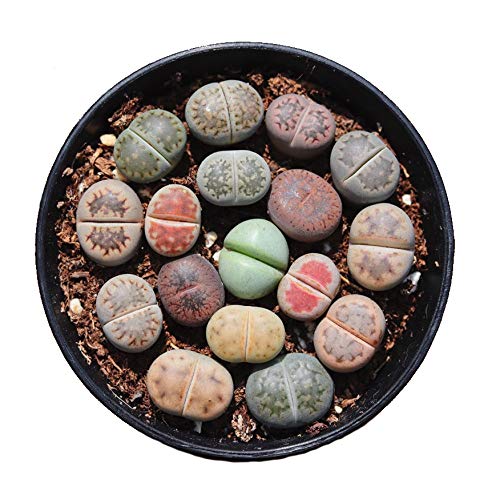 Pack of 30 Live Small Exotic Lithops Plant One Year Old Seedlings Perfect for Lithops Starter Great Terrarium Addition, Shipped Bare Root Without Soil or Pot
