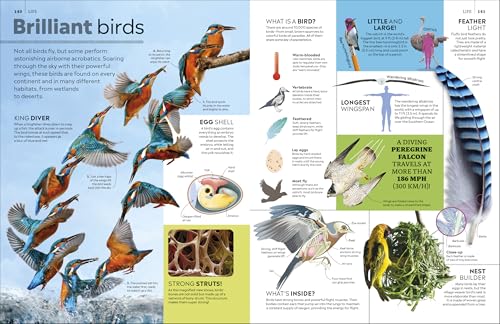 Eyewitness Encyclopedia of Everything: The Ultimate Guide to the World Around You (DK Eyewitness)