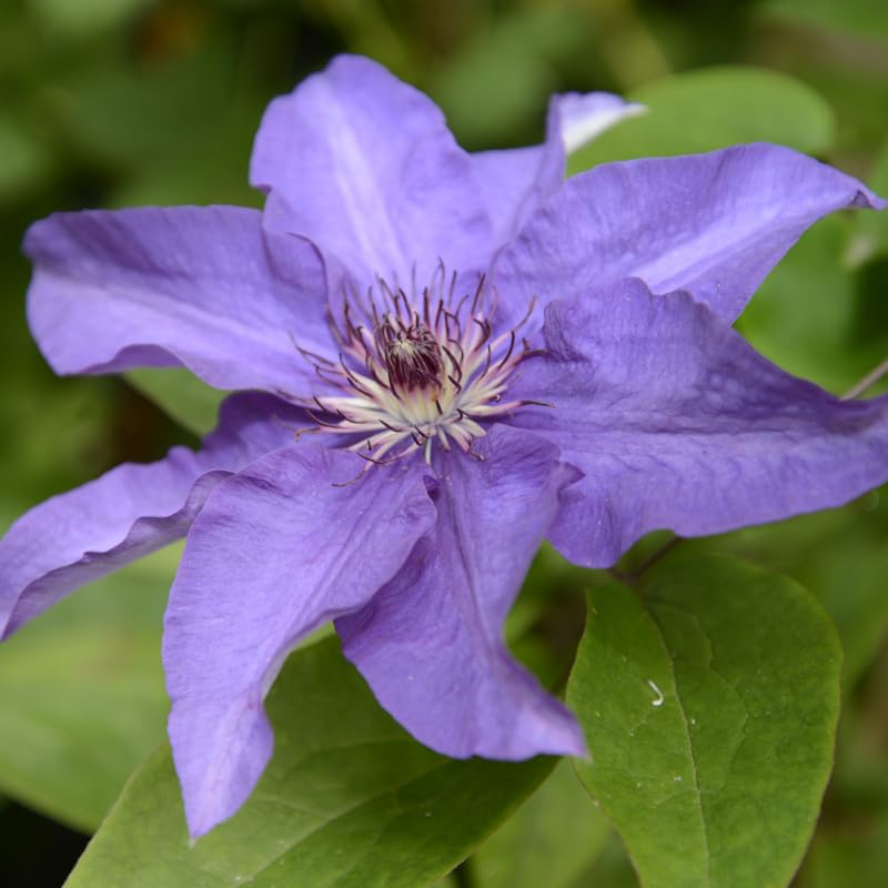 Light Blue Clematis Vine Plants Live in Pot, Clematis Plants Live for Planting, 2.5 Inch Pot Clematis Vine Plant, Perennial Clematis Flower Starter Plant, Clematis Vine Live Plant, Ready to Plant