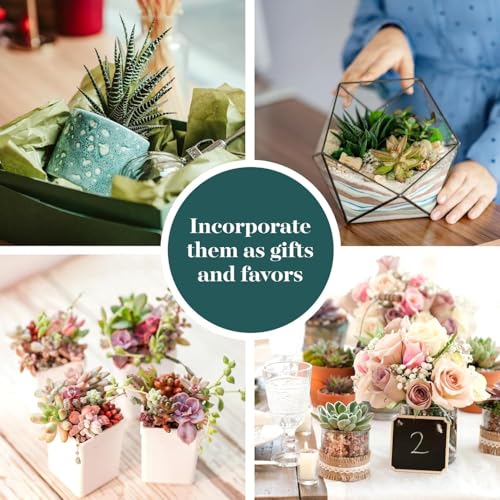 Shop Succulents Colorful Succulent Plant Pack 2" Grow Pot Pack of 12