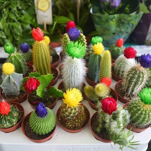 SeedsUP - 25+ Seeds Cactus Rare Succulents Cacti - Flower Mix