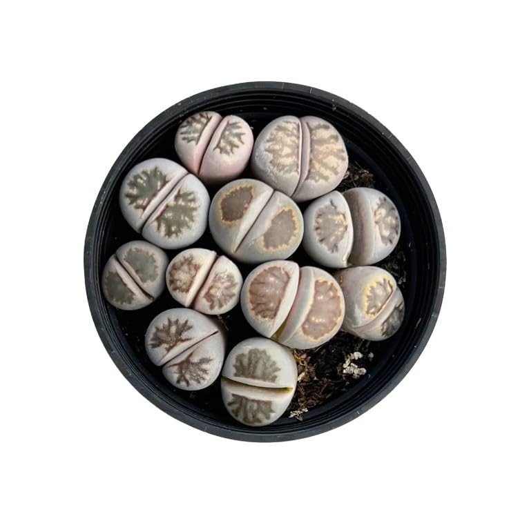 Sprout N Green Lithops Collection, 3 Live Succulent Stone Plant Fully Rooted in 2inch Starter Pot, Home Office Indoor Outdoor Wedding Decoration DIY Projects Party Favor