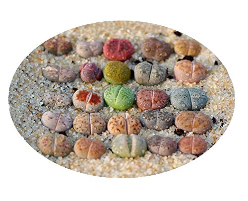 Pack of 30 Live Small Exotic Lithops Plant One Year Old Seedlings Perfect for Lithops Starter Great Terrarium Addition, Shipped Bare Root Without Soil or Pot