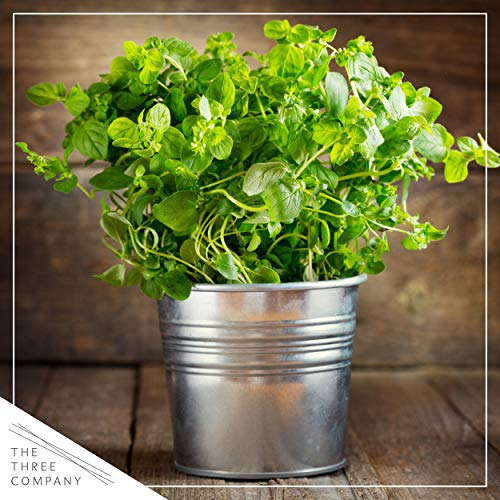 Live Aromatic and Edible Herb Assortment (Lemon Verbena, Eucalyptus, Mint, Lemon Balm, Other Assorted Herbs), 6 Plants Per Pack