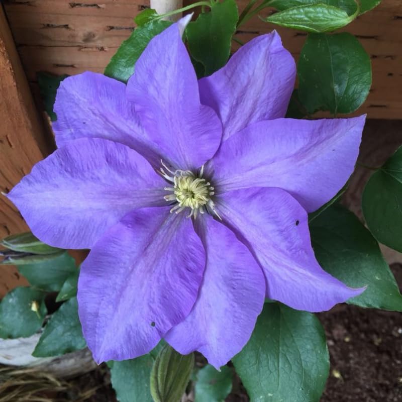 Light Blue Clematis Vine Plants Live in 2.5 Inch Pot, Clematis Plants Live, Clematis Vine Plant, Clematis Flower Perennial Starter Plant for Outdoor Garden