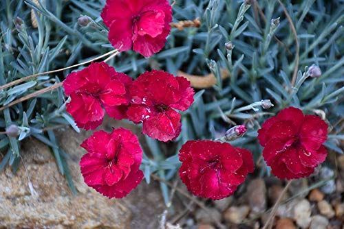 Frosty Fire Dianthus - 3 Live Plants - Dianthus Allwoodii - Fragrant Cold Hardy Groundcover