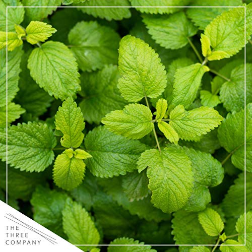 Live Aromatic and Edible Herbs - Assorted Varieties (4 Per Pack) - Lemon Verbena, Eucalyptus, Mint, Lemon Balm - 6" Tall by 3" Wide in 1 Pint Pot
