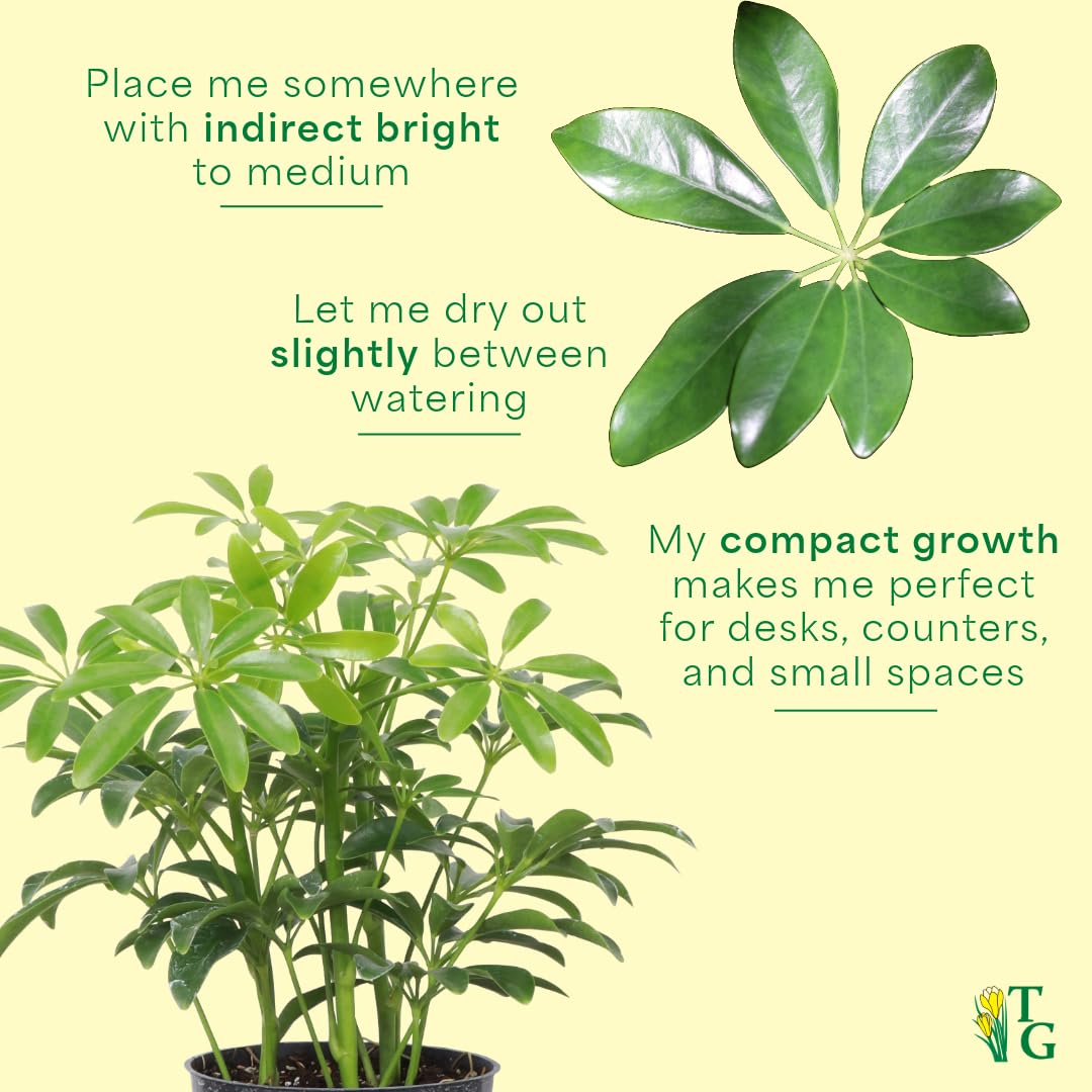 Thorsen's Greenhouse Live Arboricola Umbrella Tree Plant, Schefflera Arboricola, Natural Air Purifier, Easy to Grow, Live Indoor Houseplant, 4-inch Diameter (Growers Pot)