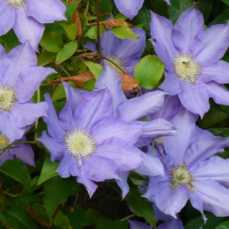 Light Blue Clematis Vine Plants Live in 2.5 Inch Pot, Clematis Plants Live, Clematis Vine Plant, Clematis Flower Perennial Starter Plant for Outdoor Garden