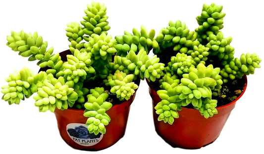 Living Succulent 4" Donkey Tails, Fully Rooted Succulents Plants Live, Succulent Plants Trailing Hanging, Sedum Burrito House Plant for Home Office Decoration, DIY Projects, Party Favor Gift