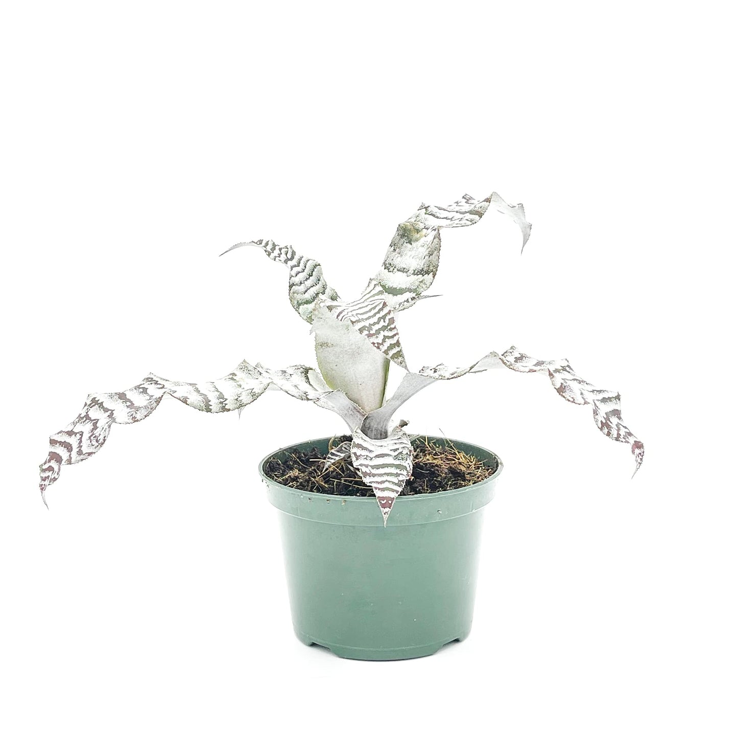 ragnaroc Live Plants – Cryptanthus ‘Absolute Zero‘, Jumbo 4-8" in 4" Pot - 1ct - Live Arrival Guaranteed - House Plants for Home Decor & Gift