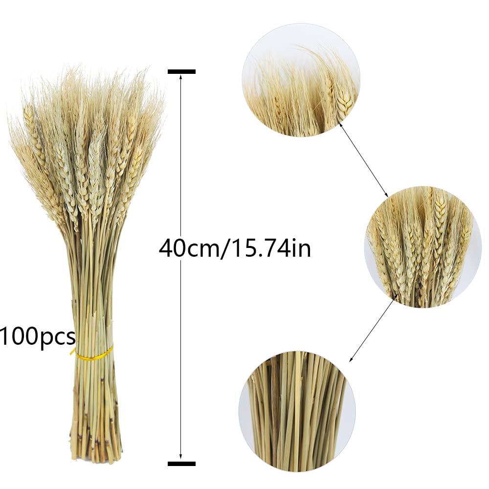 CISDUEO 100 Pcs Dried Wheat Stalks Bundle Grass Natural Dried Wheat Sheaves Stems Dried Flowers Arrangement Bouquet for Wedding Party Table Centerpiece Fall Harvest Wreath Boho Decor Farmhouse DIY