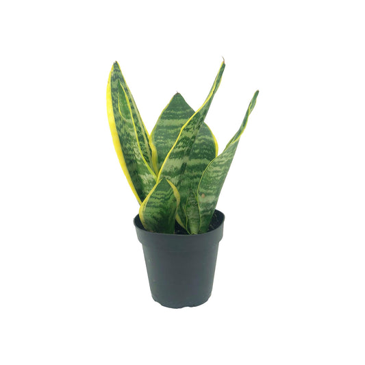 Live Snake Plant – Sansevieria Superba Trifasciata – ragnaroc Tropical Plant in 4” Pot +6” Plant Height, Indoor House Plant in Pot, Potted Succulent Plant