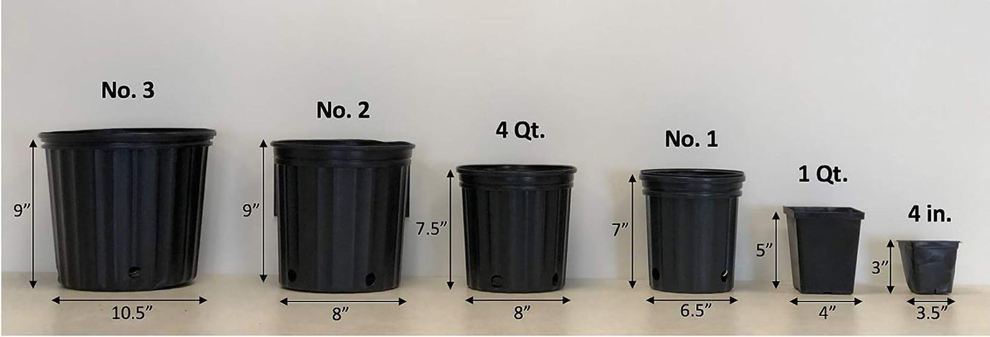 Perennial Farm Marketplace (Clematis Hybrid Rebecca) (Clematis Hybrid Rebecca) Vine, 4 Quart, Velvety Red Flowers