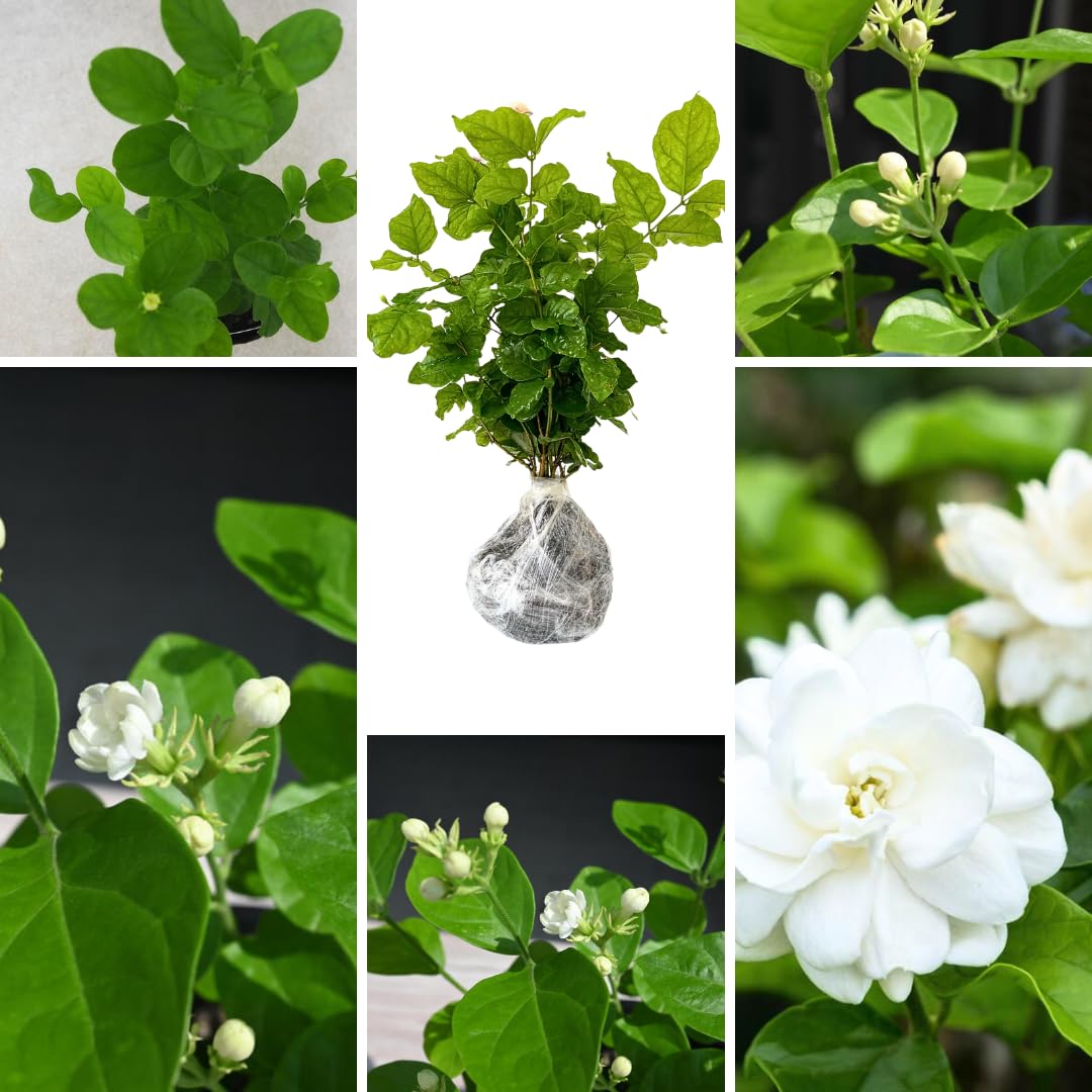 2 Blooming Jasmine Plants, Maid of Orleans Sambac Jasmine Live Plants, 4 to 6 Inc Tall, Jasmine Plants Live, Tea Jasmine Fragrant Plant, Live Jasmine Plant