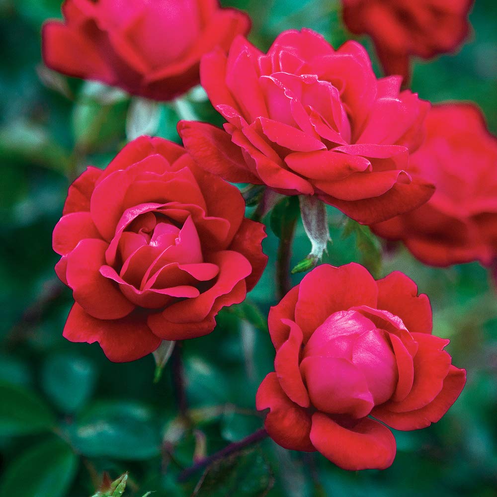 Perfect Plants Double Red Knock Out Rose 1 Gallon, Live Plant Planting Guide