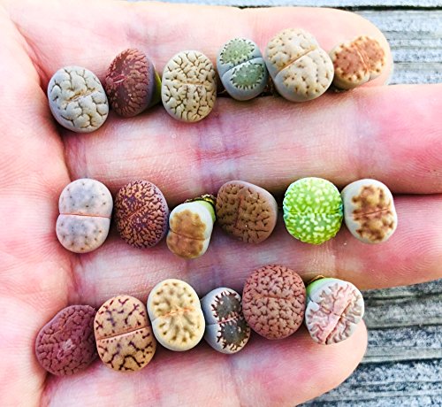 Pack of 30 Live Small Exotic Lithops Plant One Year Old Seedlings Perfect for Lithops Starter Great Terrarium Addition, Shipped Bare Root Without Soil or Pot