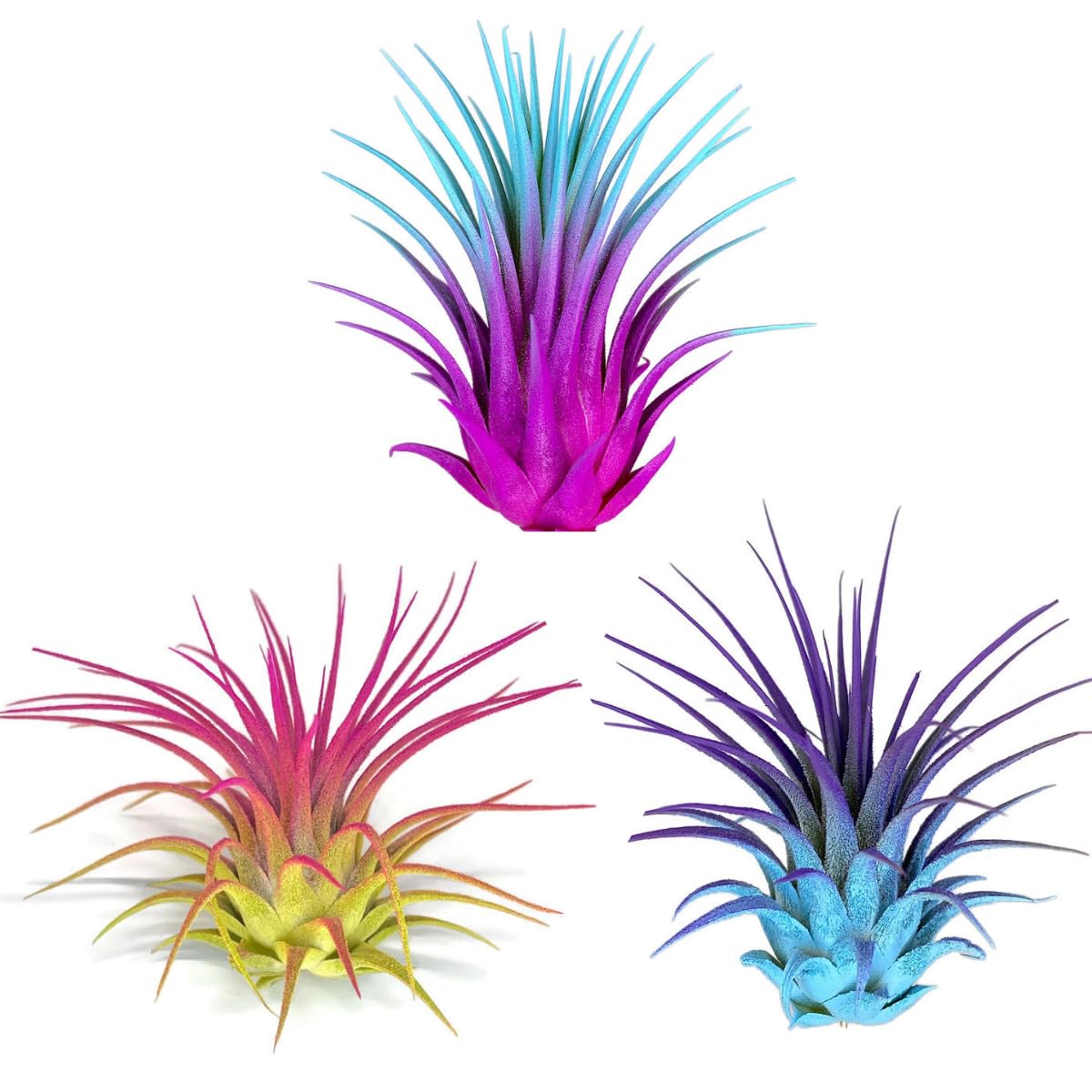 Rainbow 3 Pack, Ionantha Guatemala Tillandsia Air Plant, Live Airplant, Healthy Arrival Guaranteed, Great Indoor Plant, Home Decor & Gift